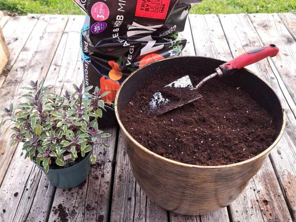 Adding soil to a pot on the deck so that sage can be planted.