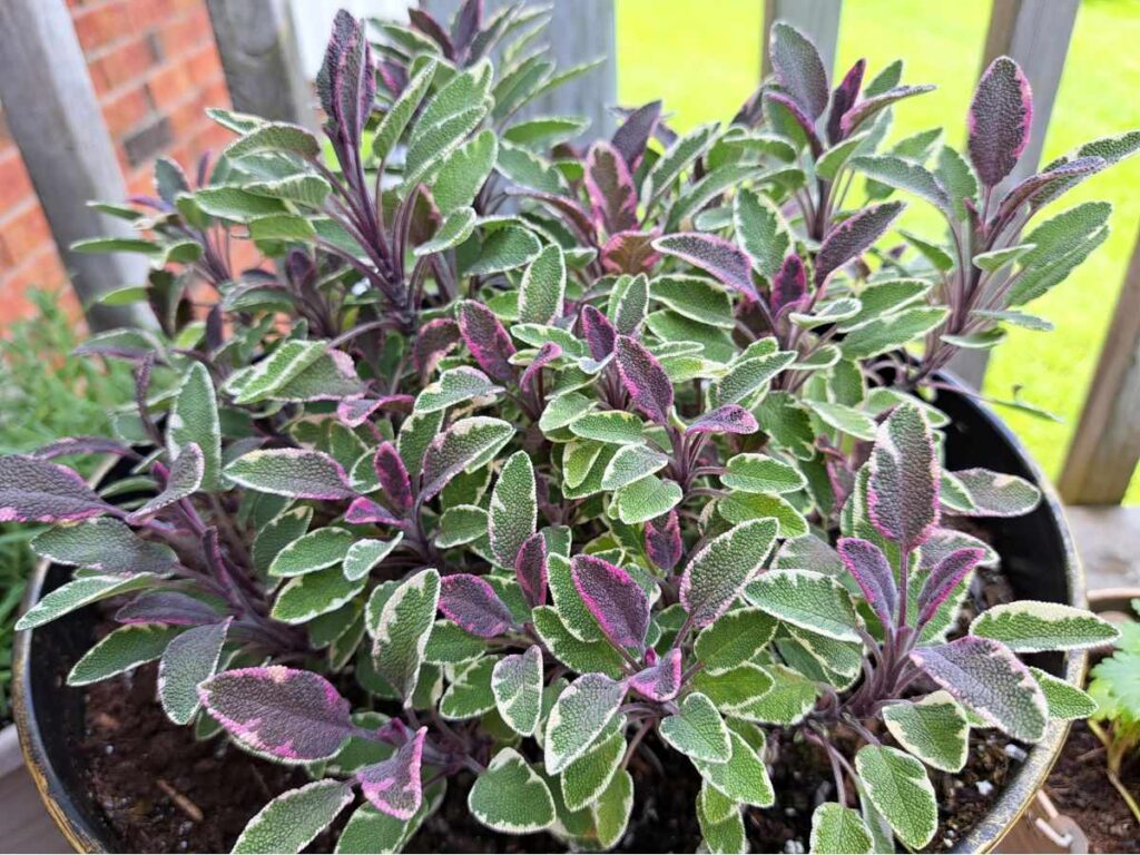 Growing sage in a pot on the deck.