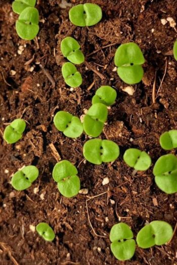A close up of basil sprouts growing in soil.