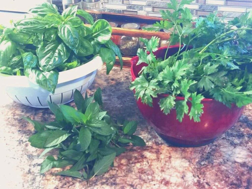 Fresh picked herbs on the kitchen counter in a red bowl and white colander.