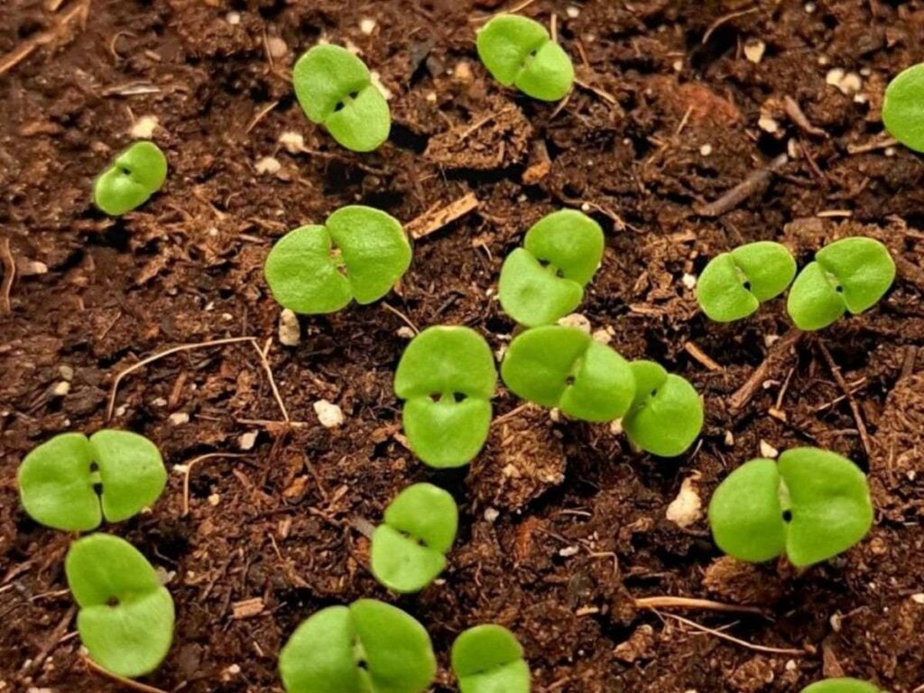 Basil seeds that have just germinated in a container of soil.