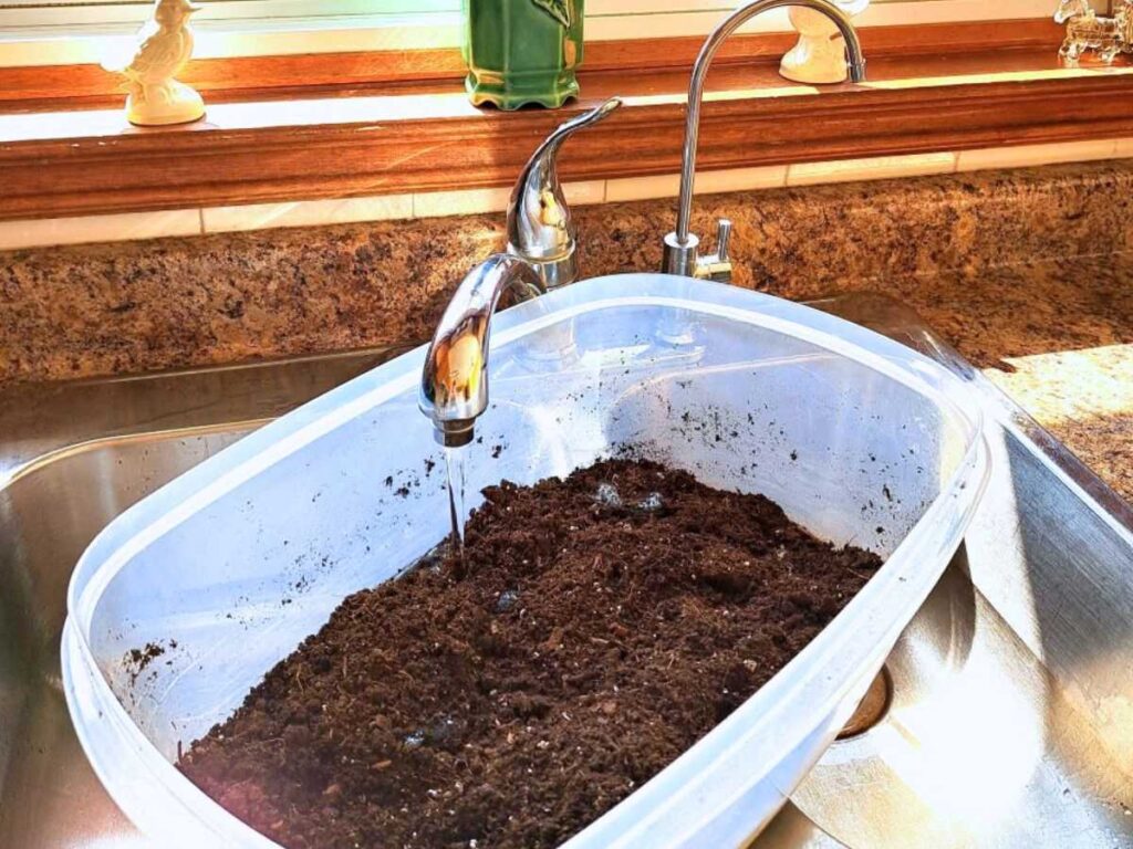 A plastic container full of soil sitting in the kitchen sink. The water is running in to the container to moisten the soil.