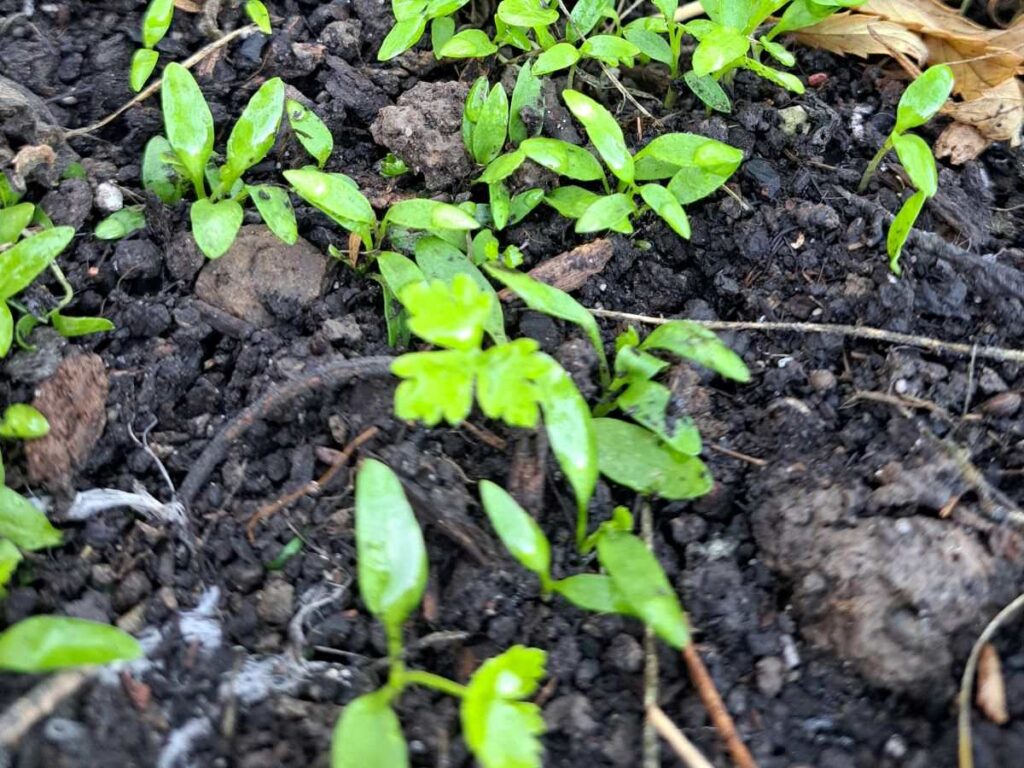 Parsley sprouts growing out of the soil in the garden.