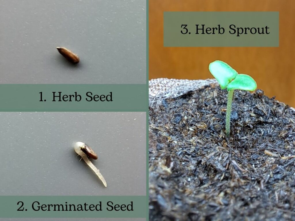 A collage of 3 images showing a close up of a seed, a germinated seed and an herb sprout.