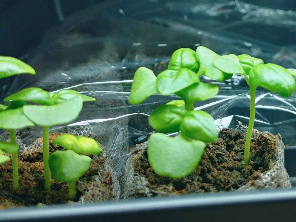 Basil sprouts growing in peat pods under a grow light.