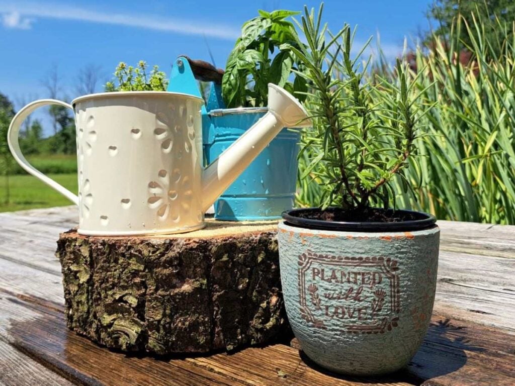 Close up of a small watering can and herbs growing in pots on the deck.
