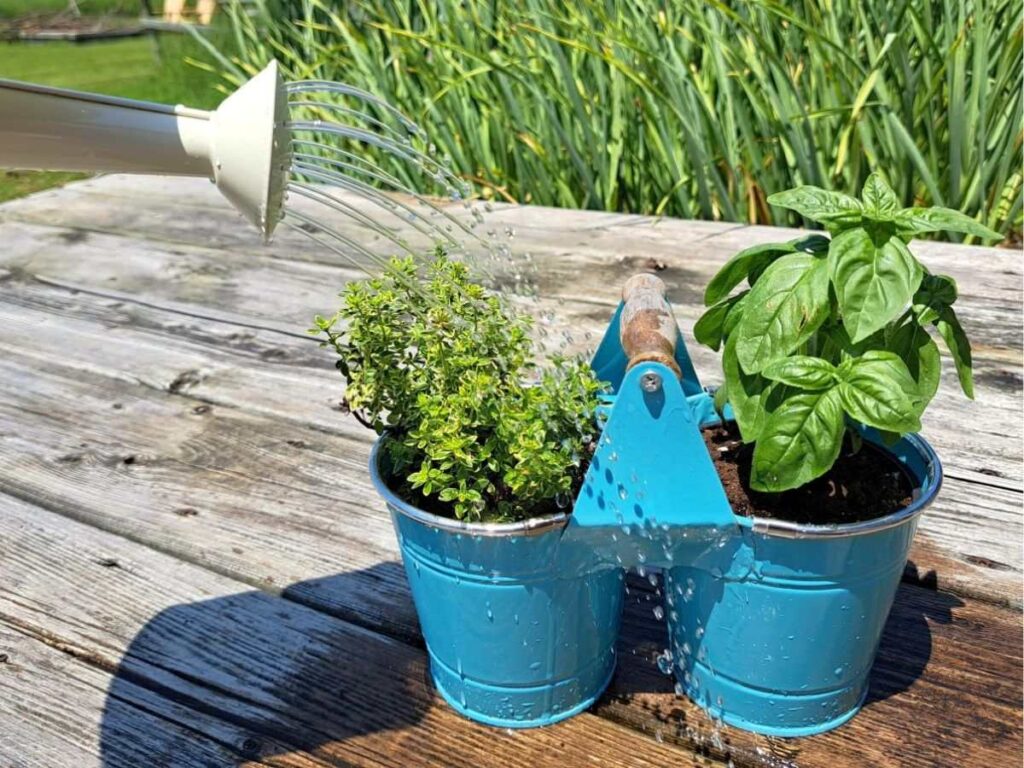 Watering herbs in pots with a watering can on the deck.