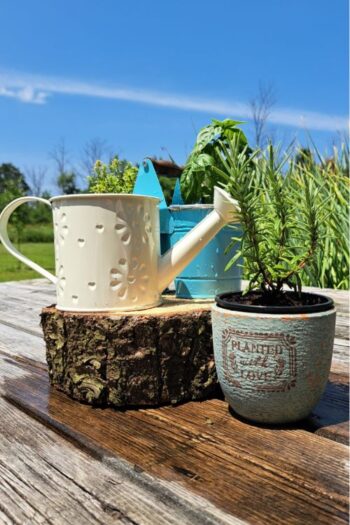 Herbs in small pots sitting next to a little white watering can on the deck.
