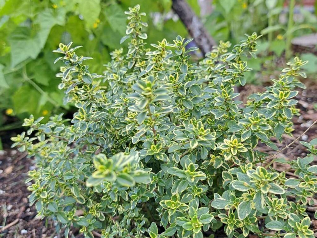 A small bushy thyme plant growing in the garden.