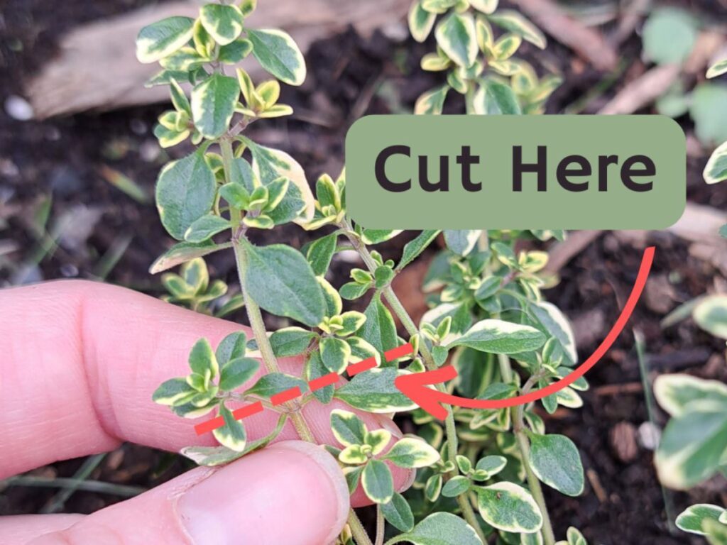 Image of a hand holding a time sprig and a line illustrating how to prune thyme, and exactly where to make the cut.