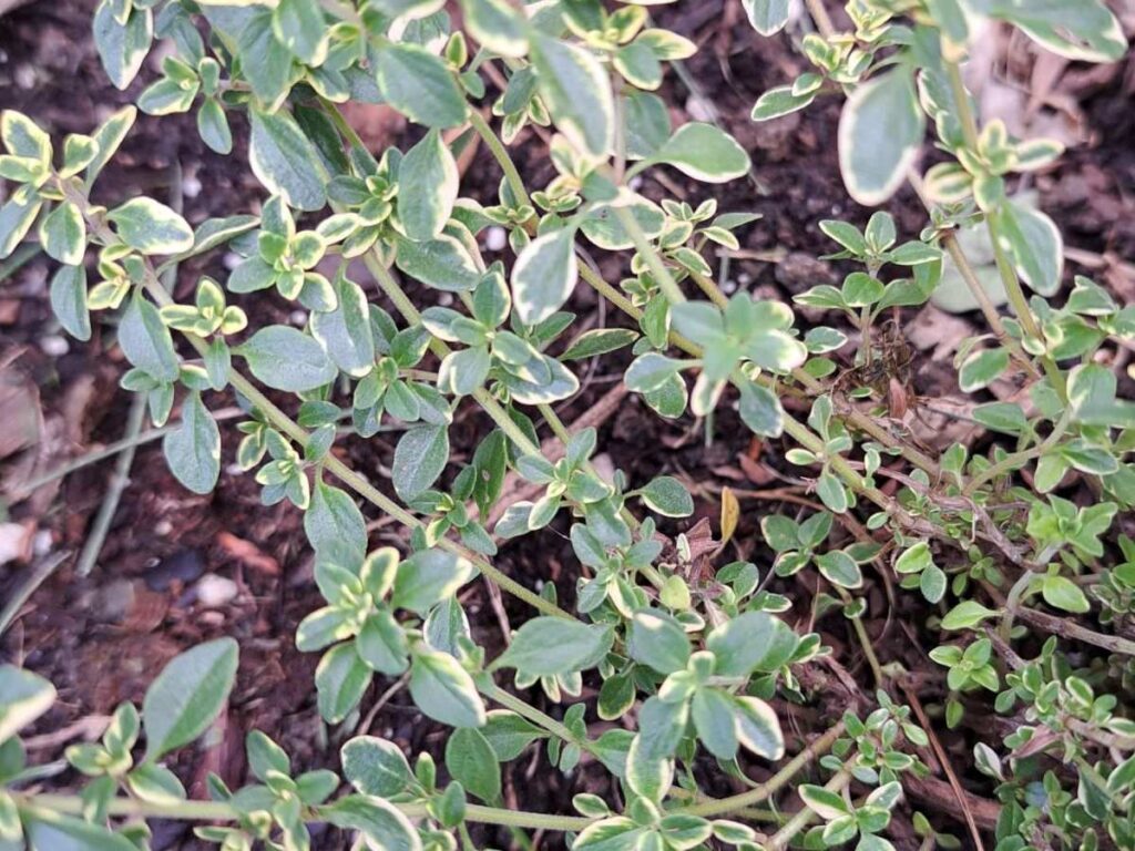 Image showing thin woody stems on a thyme plant that was not pruned.