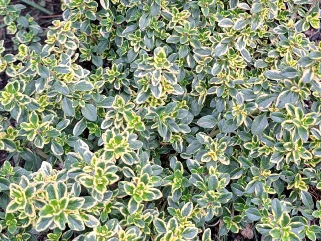 A healthy bushy lemon thyme plant.