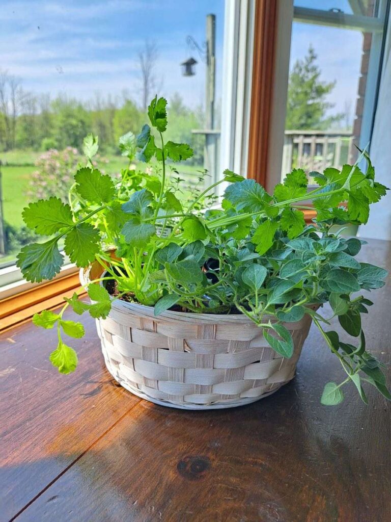 A close up of herbs arranged in a wicker basket planter. The basket is sitting on a wooden table.