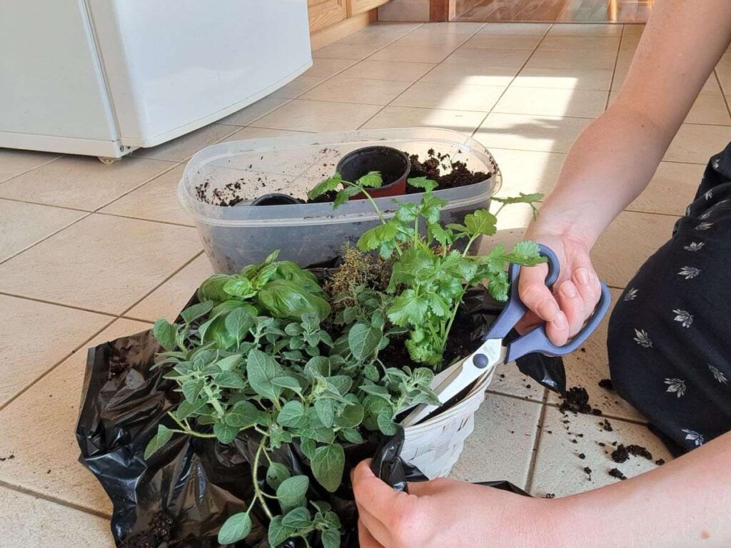 Someone using blue scissors to trim a garbage bag from a wicker kitchen herb basket planter.