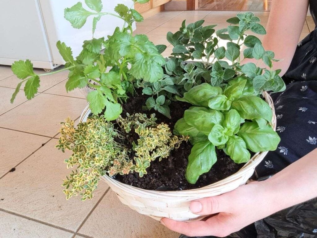 A close up of a woman holding a wicker kitchen herb basket with four herbs growing inside it.