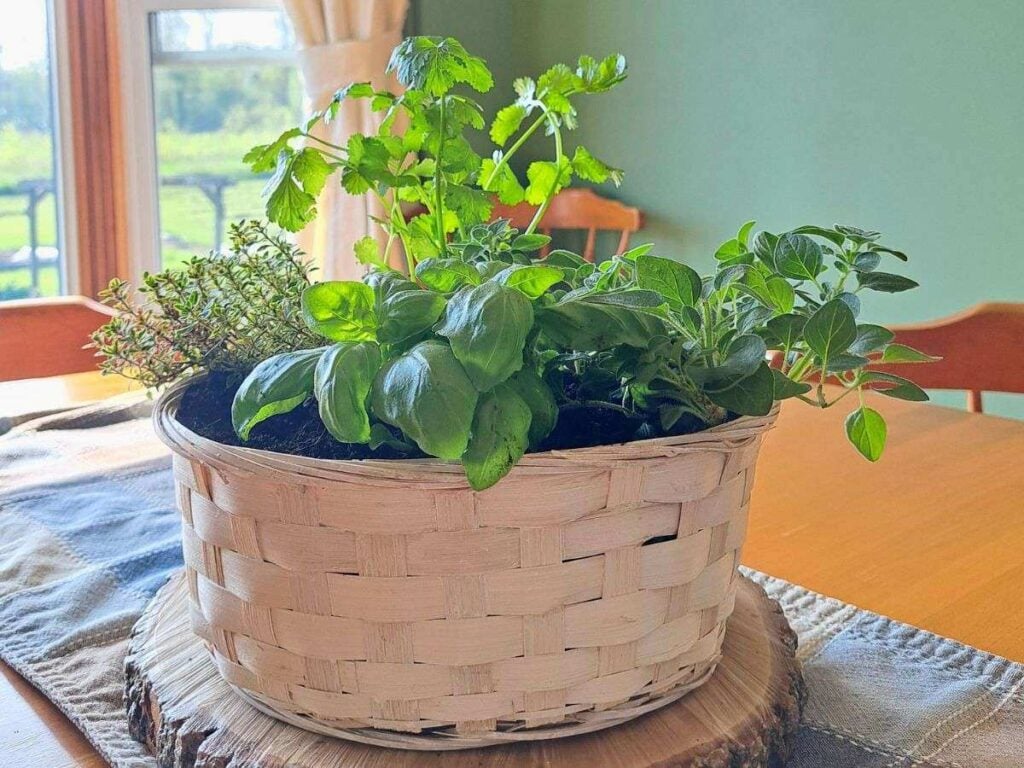 Indoor herb garden basket with fresh herbs growing on a dining room table.