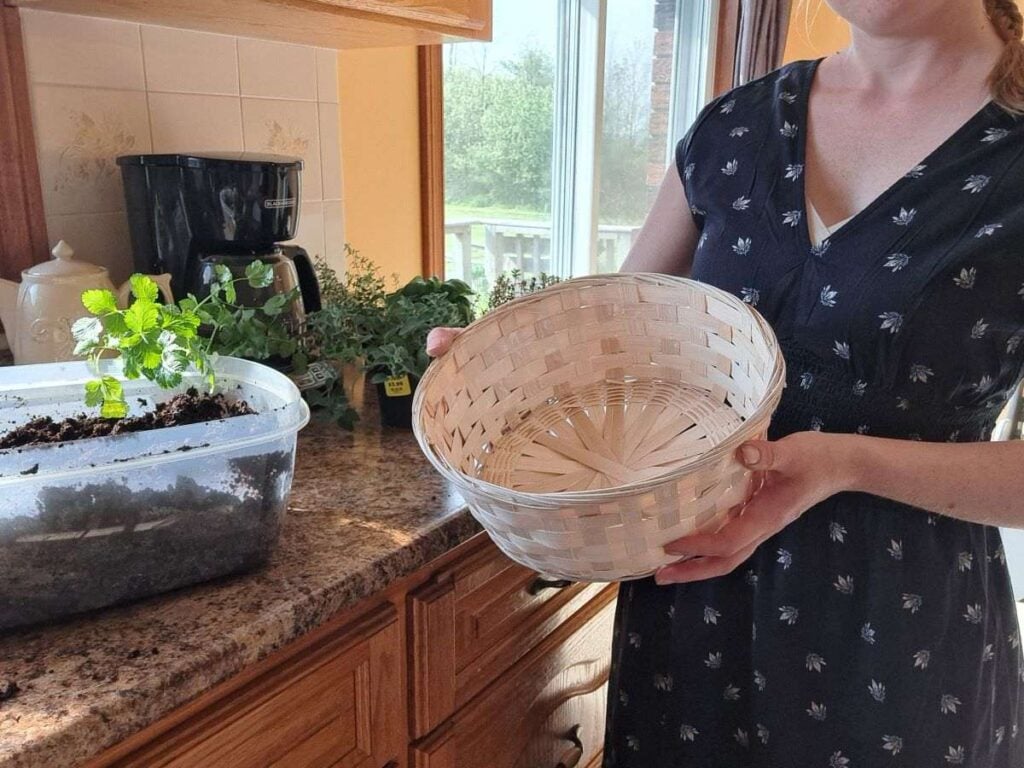 A close up of a woman holding a round wicker basket. There is potting mix and herbs on the kitchen counter behind her.