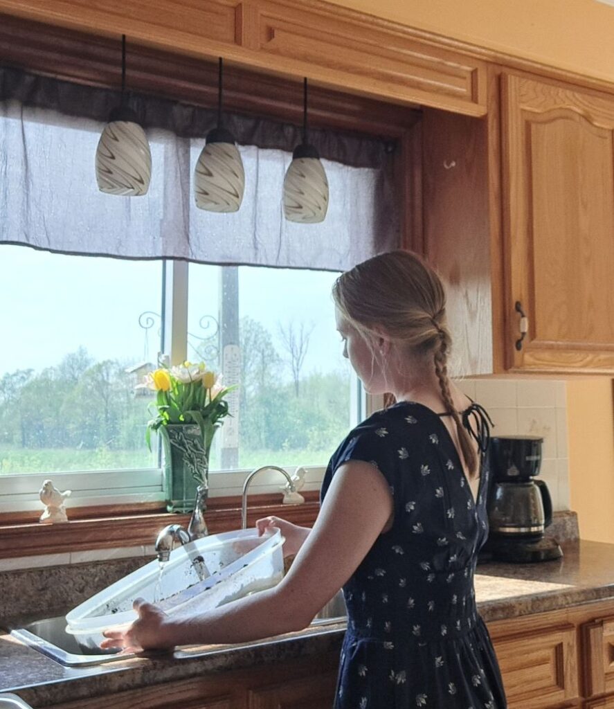 A women standing at the kitchen sink adding water to a container full of potting mix.