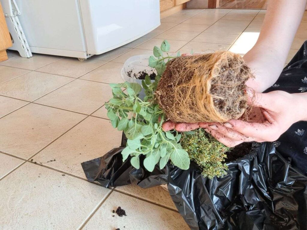 A close up of an oregano plant that has become root-bound.