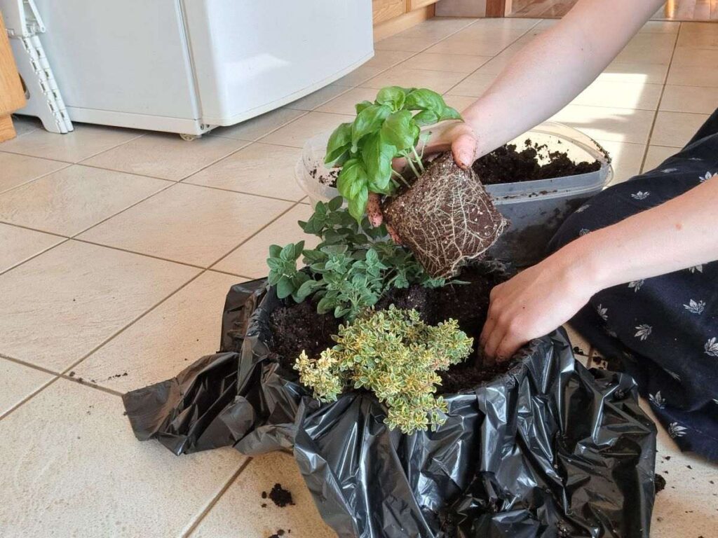 Planting herbs in a small wicker planter lined with a garbage bag.