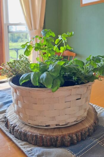 A kitchen herb basket with fresh herbs growing on the dining room table.