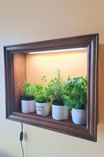 A kitchen wall herb garden made from a wooden picture frame with fresh herbs growing inside.