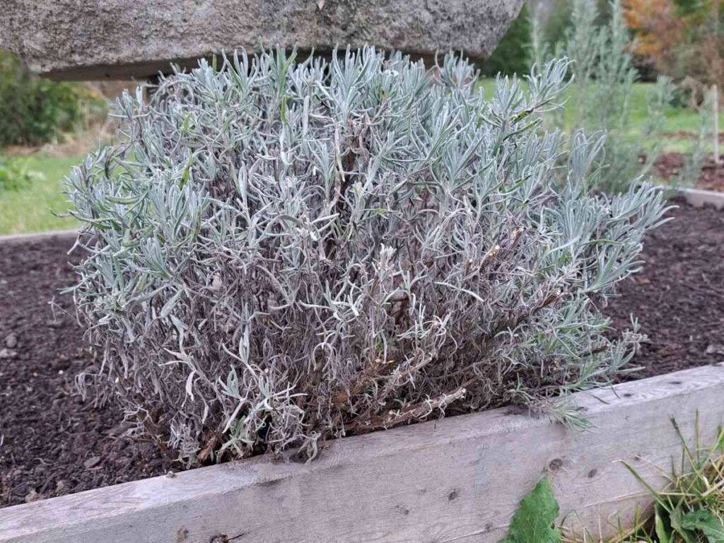 Final lavender plant growth stage. You can see the lavender has been cut back in a mound shape for winter.