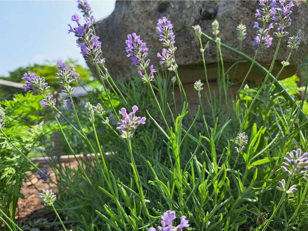 Lavender plant growing in the garden next to a cement fountain.