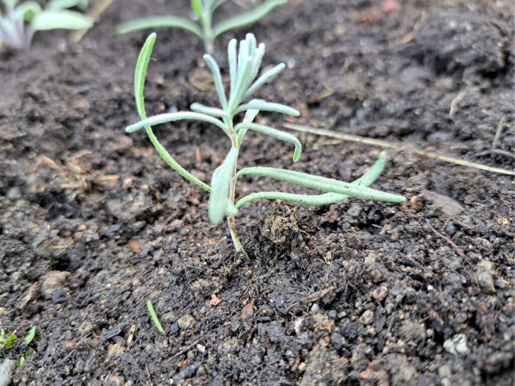 A close up of a small lavender plant growing in the garden.