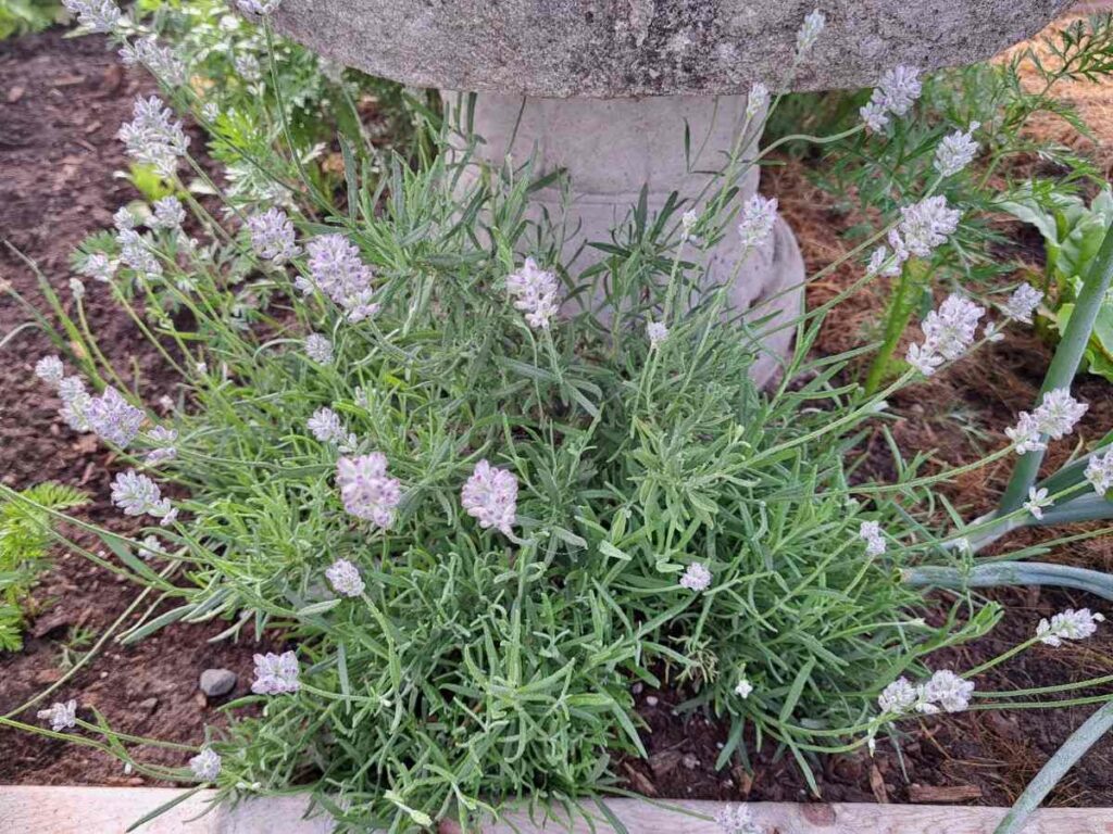 A lavender plant growing in the garden. There are flower buds on the plant.