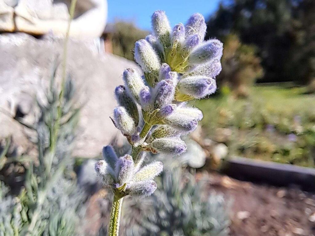 A close up of lavender buds that are just about to open.