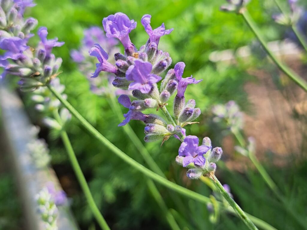 A close up of a lavender flower in full bloom. The flowers are light purple in colour.