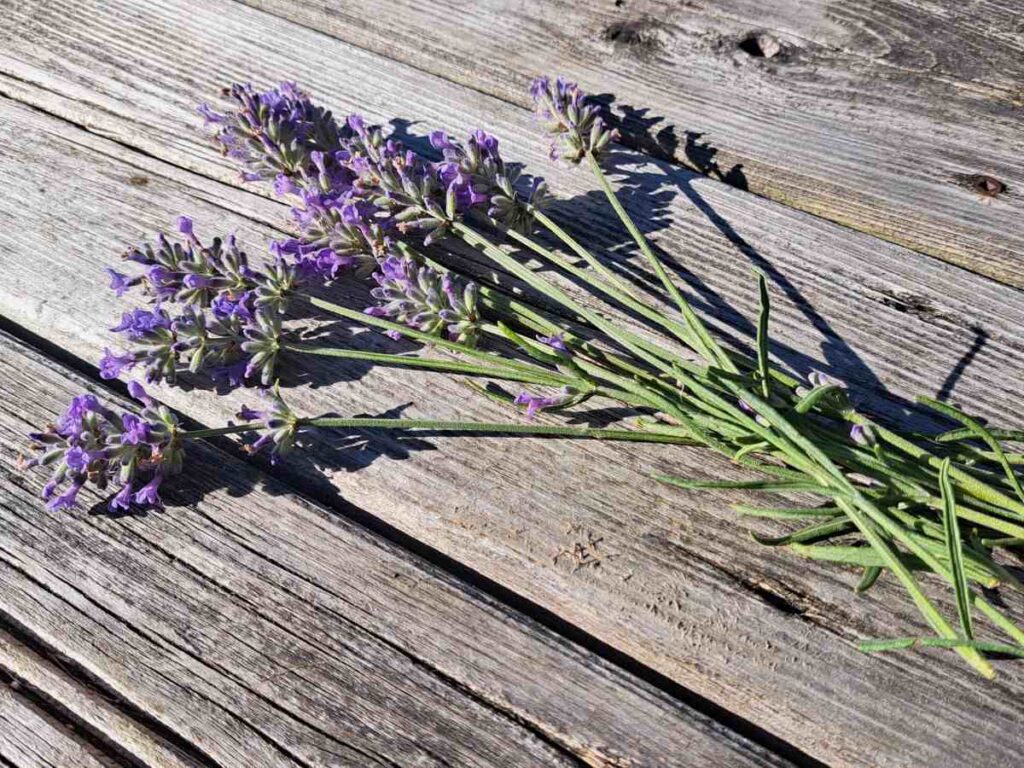 Harvested lavender flowers laying out on the deck in the sunshine.