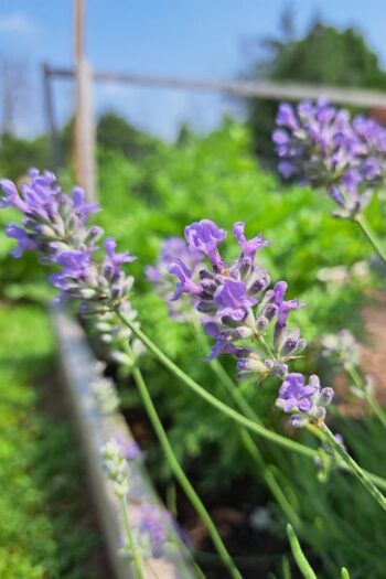 A close up of lavender flowering in the herb garden.