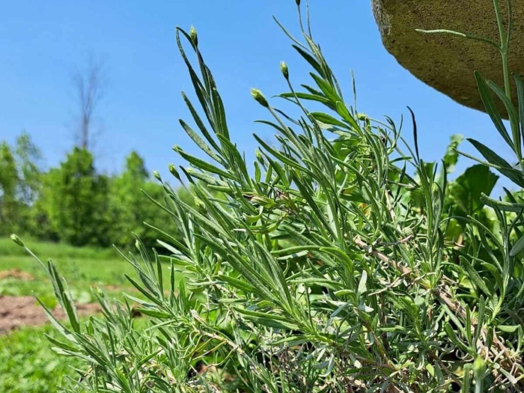 Lavender growing in the garden with green grass and blue sky in the background. The lavender has flower buds on it.