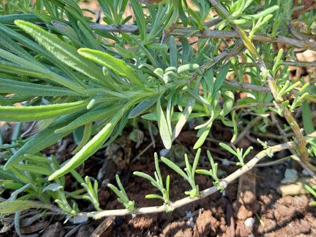 A close up shot showing a lavender stem.