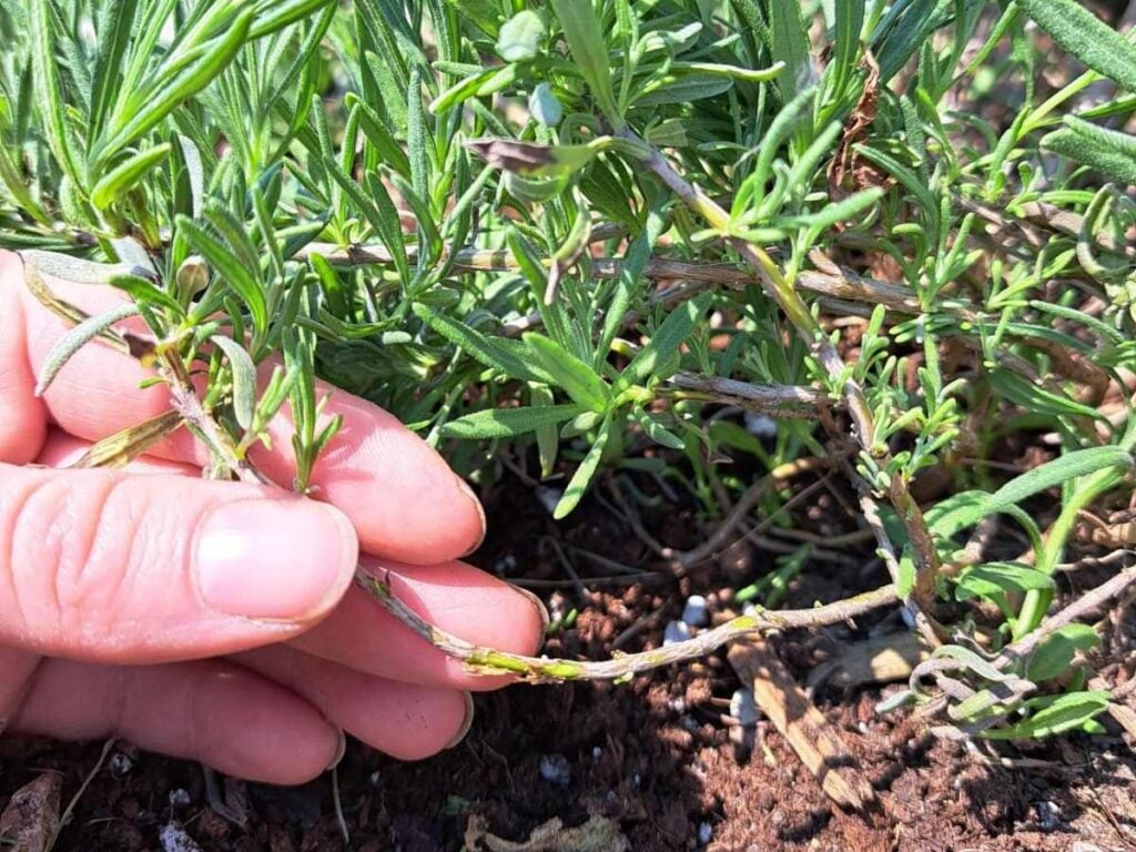 Preparing the lavender stem to be buried in the ground for the simple stem layering propagation method.