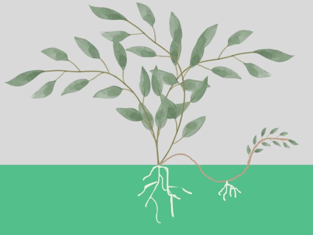 Drawing showing the simple stem method of layering propagation.