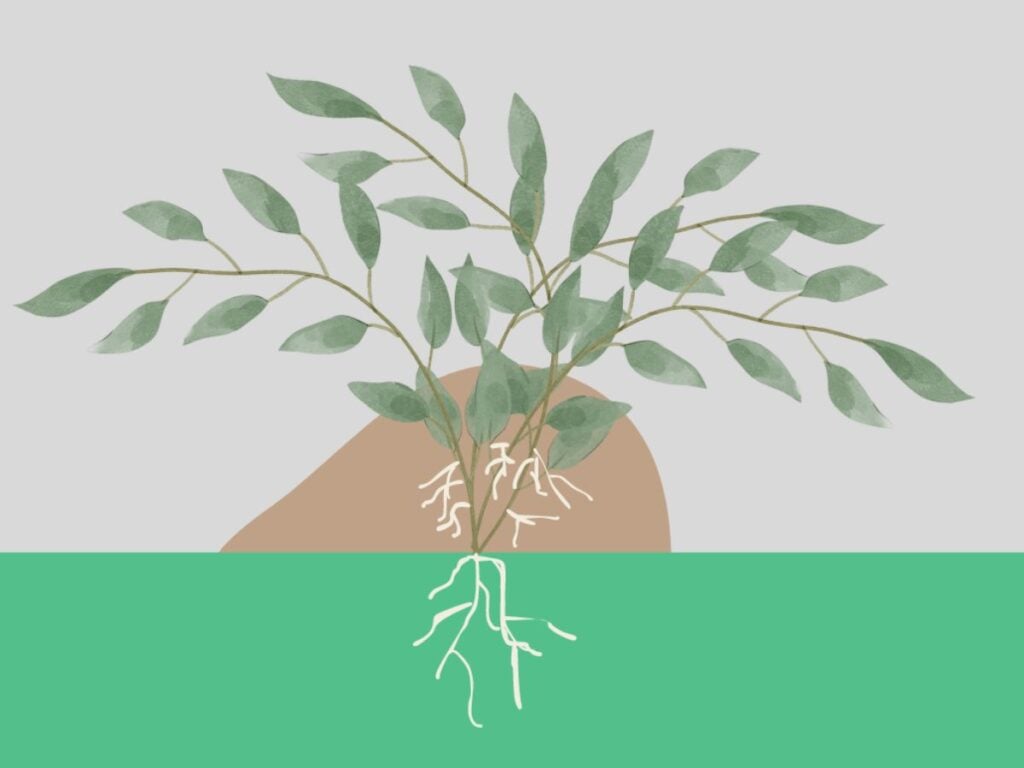 Drawing showing the mound or stool method of layering propagation.