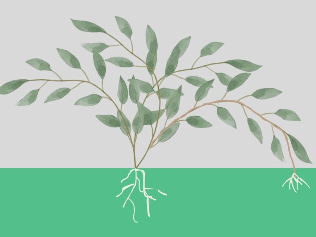 Drawing showing the tip layering propagation method.