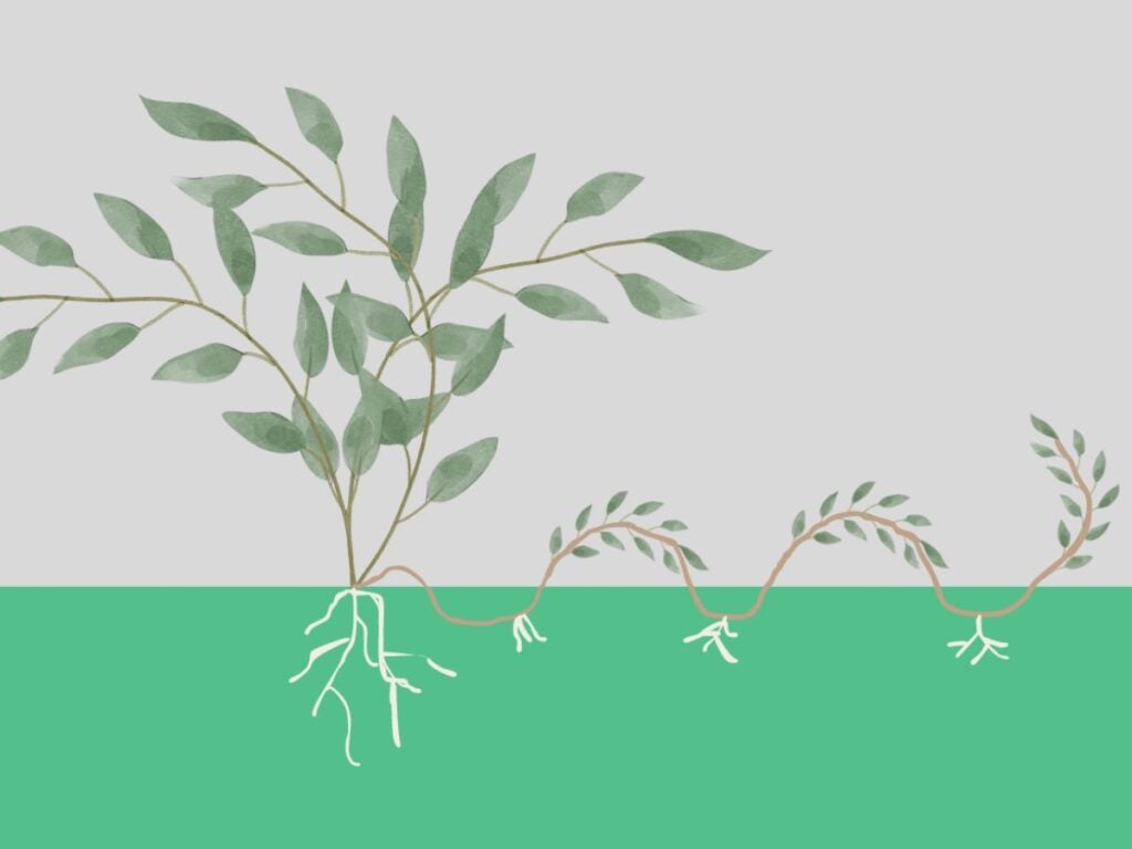 Drawing showing the serpentine or compound method of layering propagation.