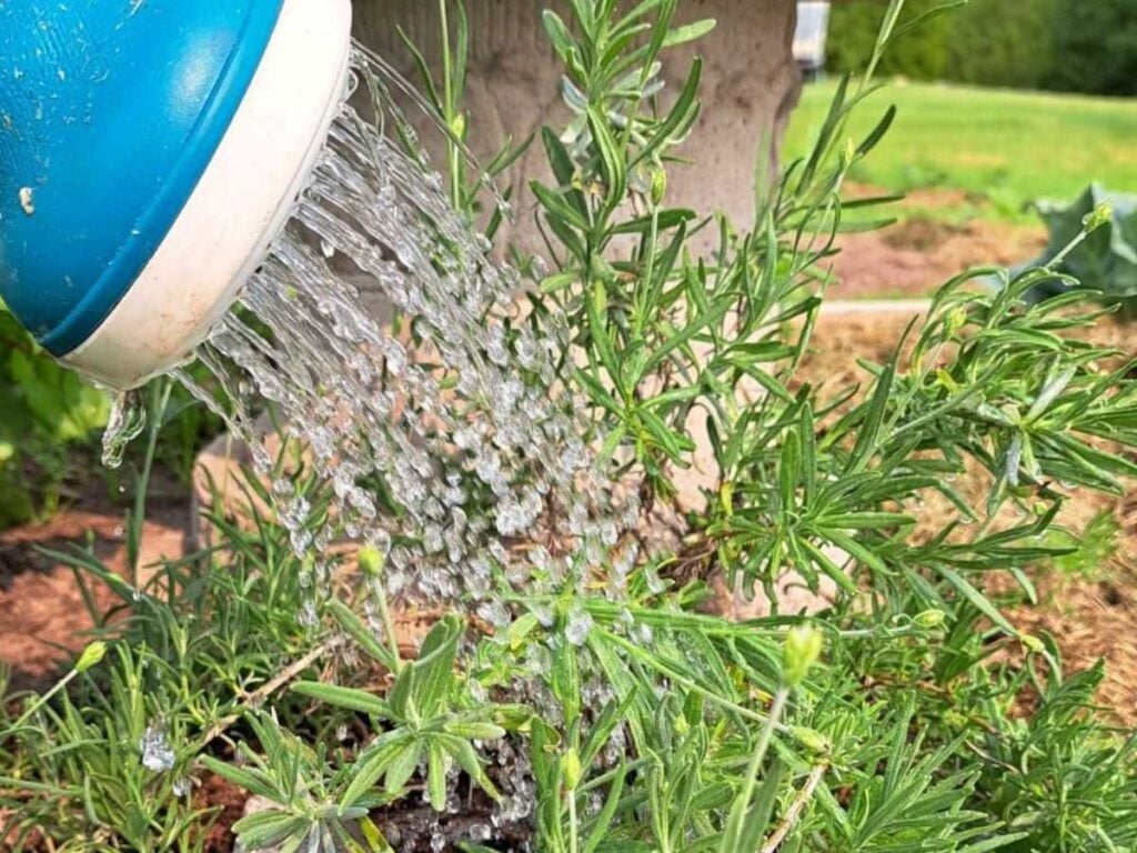 A lavender plant being watered with a watering can as the last step of layering propagation.