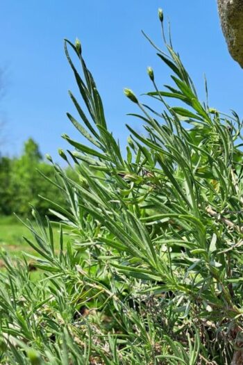 Lavender growing out in the herb garden.