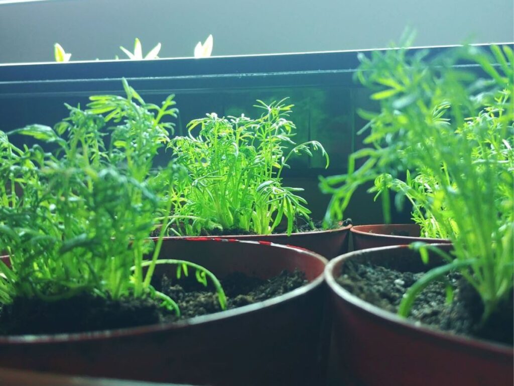 Chamomile seedlings growing under grow lights indoors.