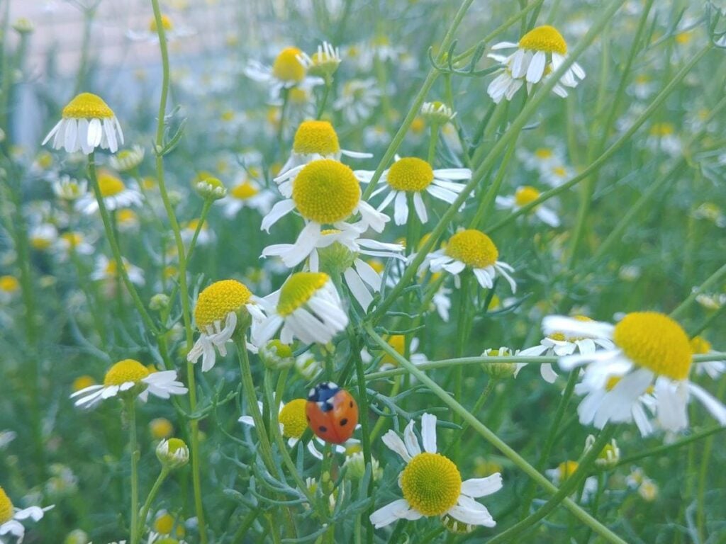 A close up of chamomile flowers in the garden.