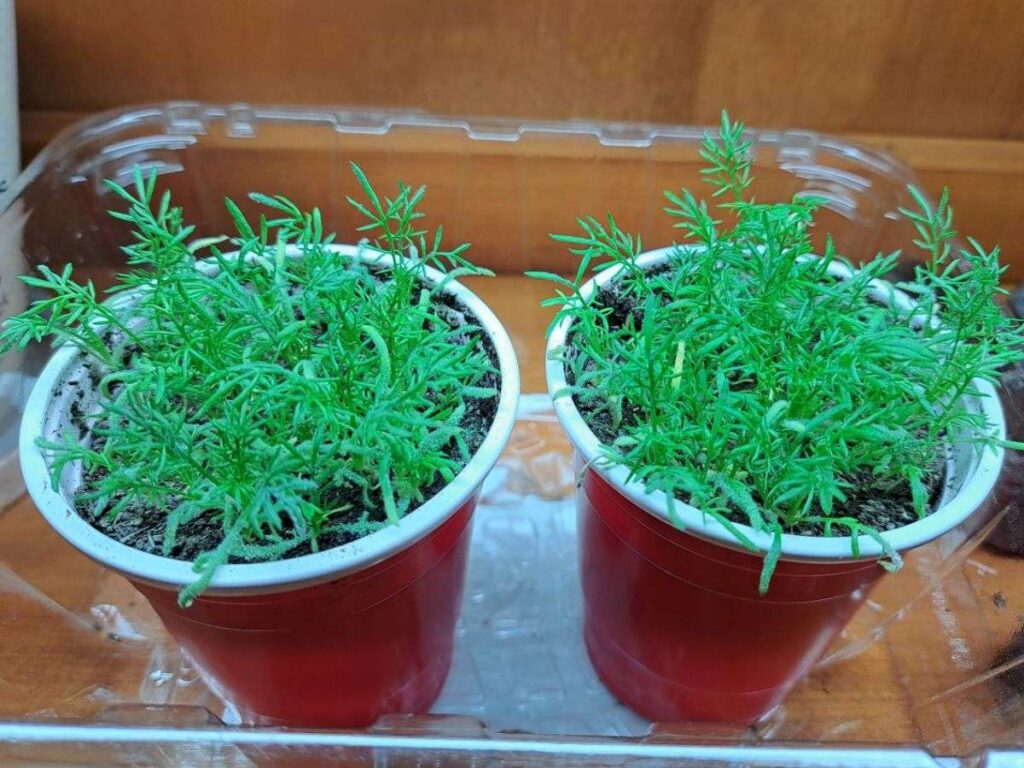 Chamomile growing indoors in red solo cups.