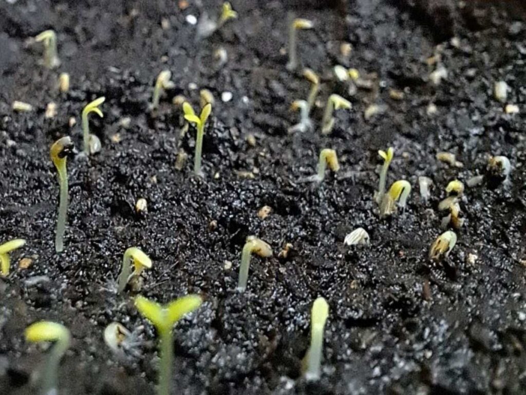 A macro shot of chamomile seeds sprouting out of the soil.