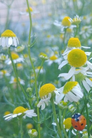 Chamomile flowering in the garden.