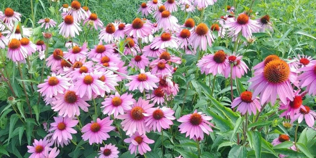 Purple cone flowers growing outside in the garden.