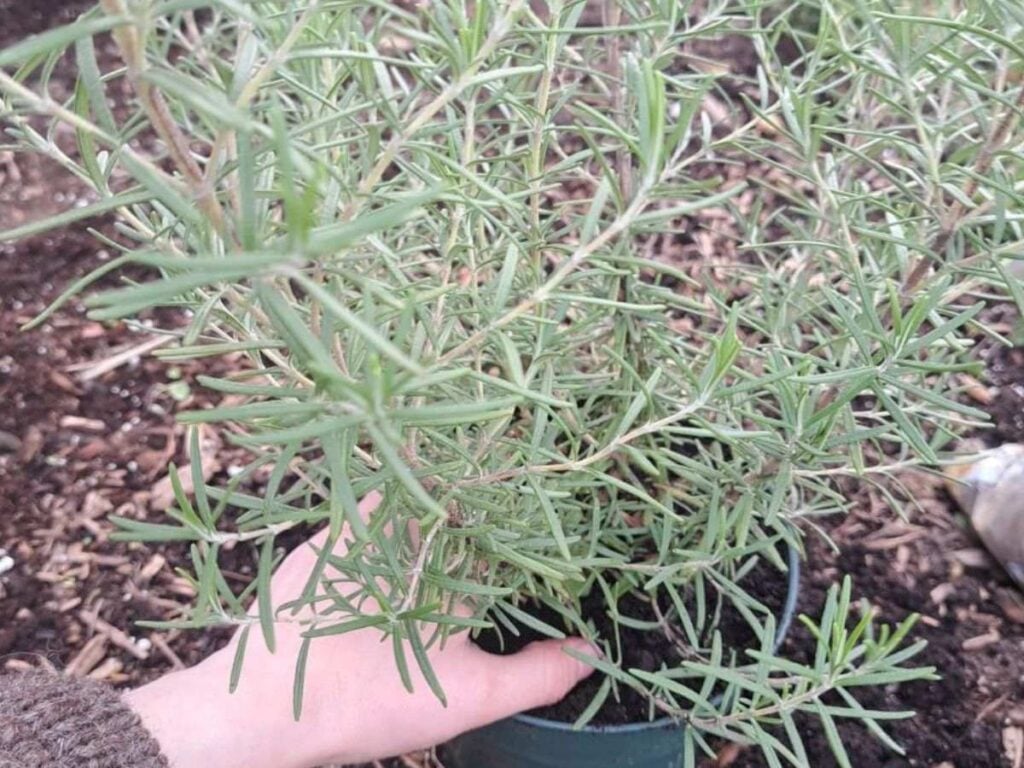 A rosemary plant being moved into a nursery pot. A persons had is patting down the soil around the base of the plant.